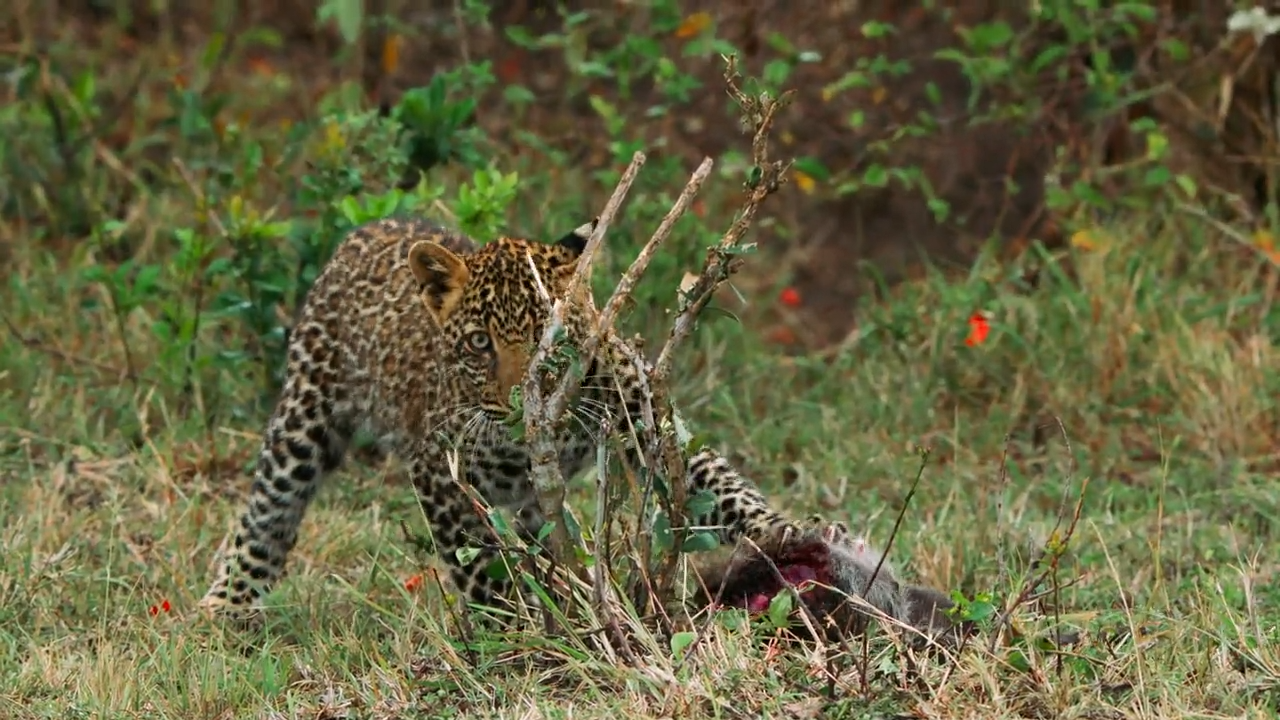 Regenzeit: Leoparden in der Serengeti