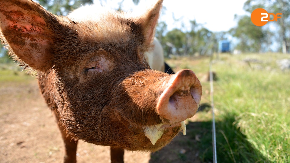 Tiere, die Geschichte schrieben