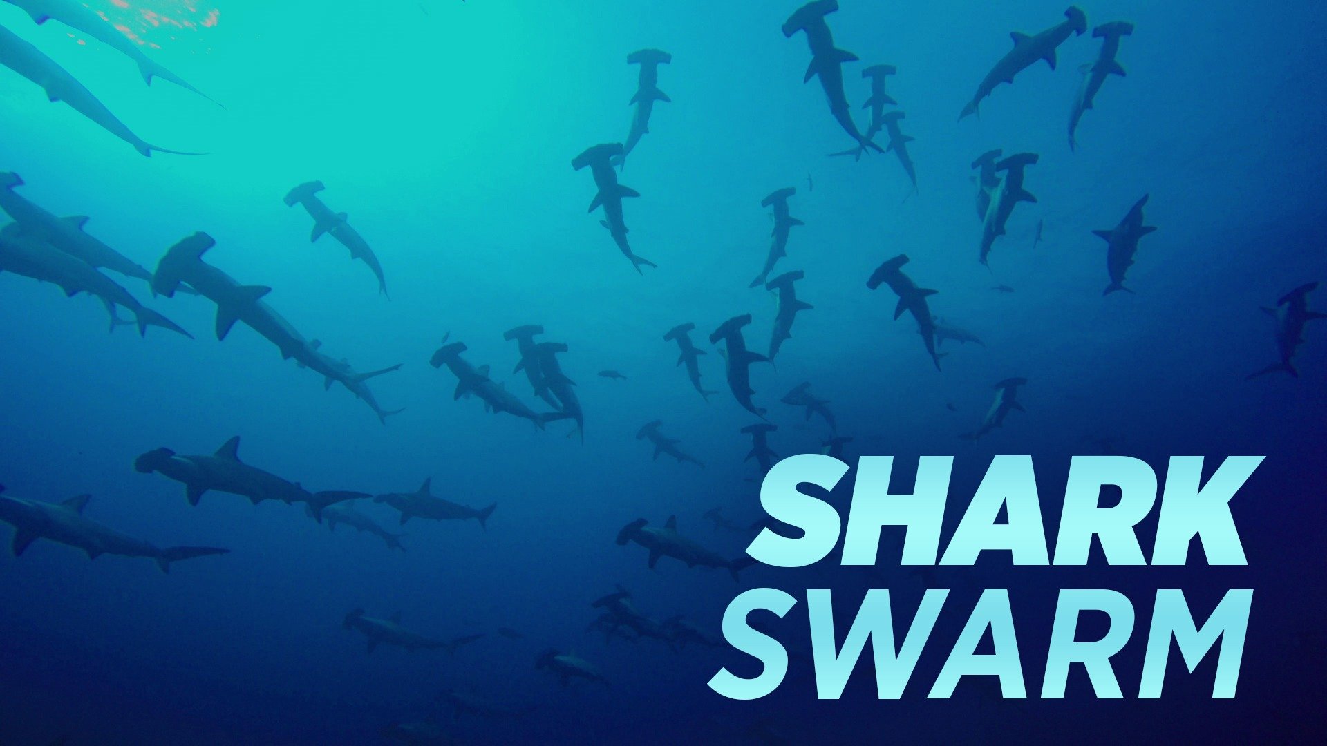 Shark Swarm