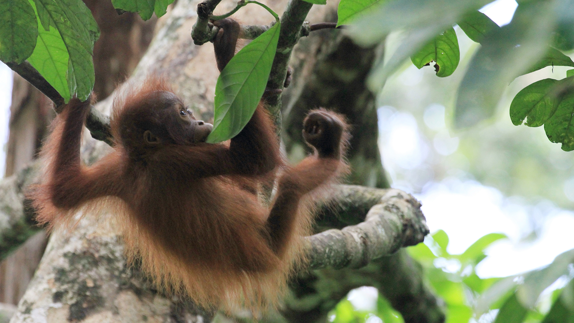 Baumeister der Wildnis
