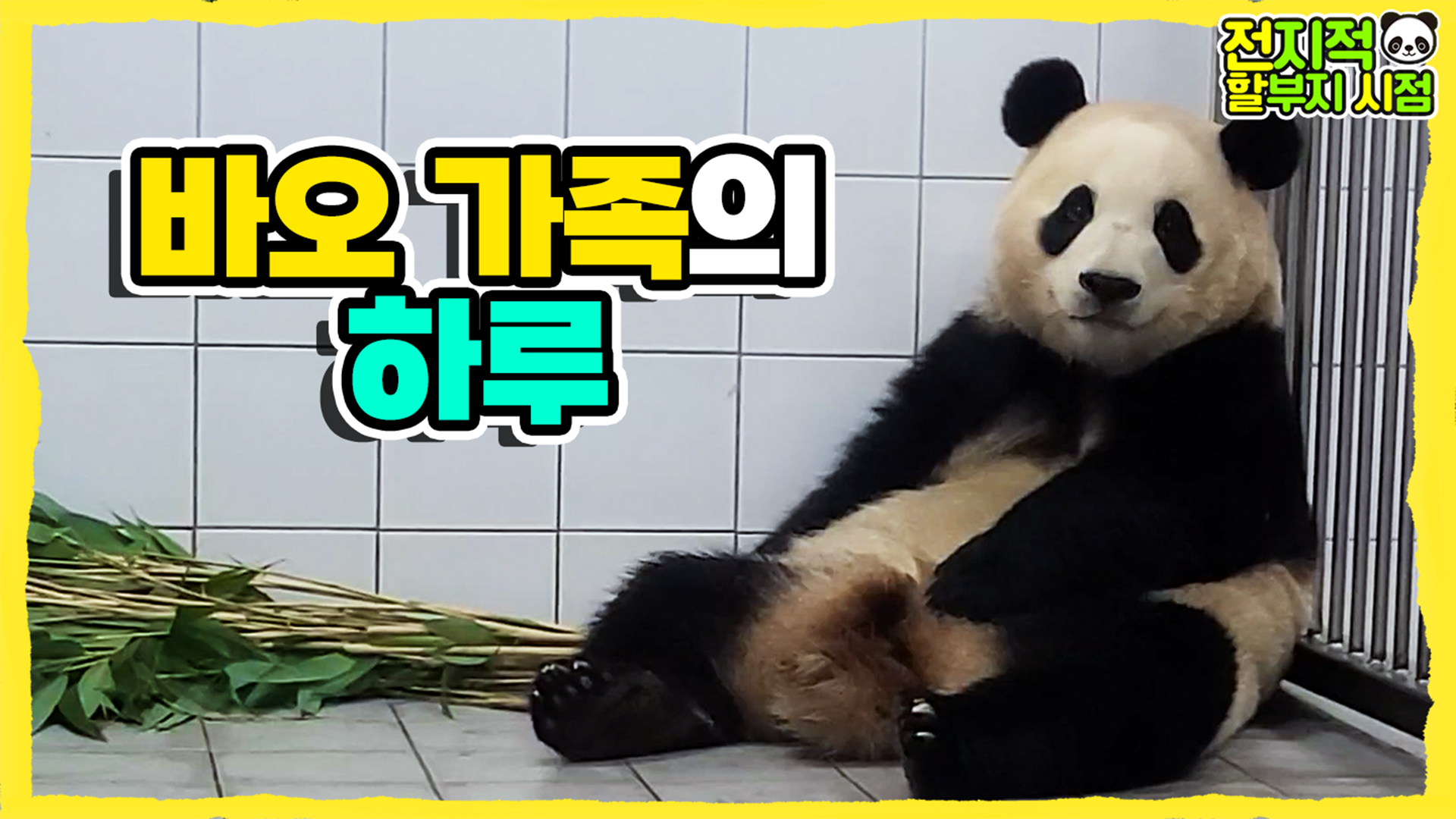 자이언트판다 가족을 돌보는 인간판다 강바오의 하루(ft. 워토우 쿡방) 10회