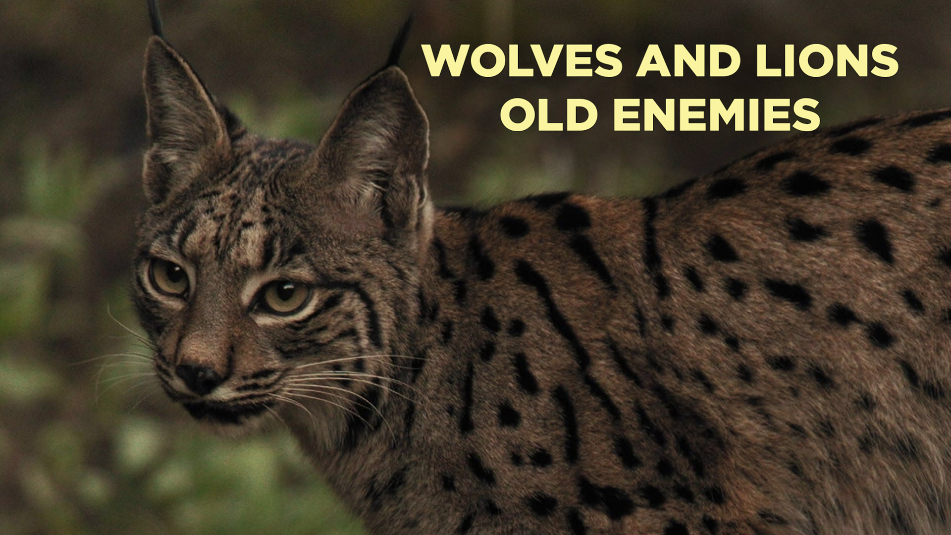 Wolves and Lions Old Enemies