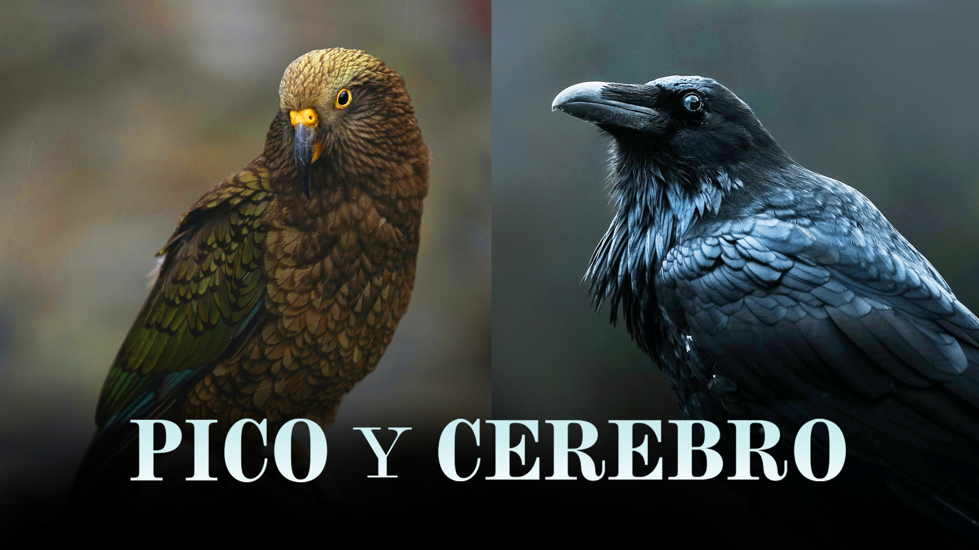 Pico y cerebro