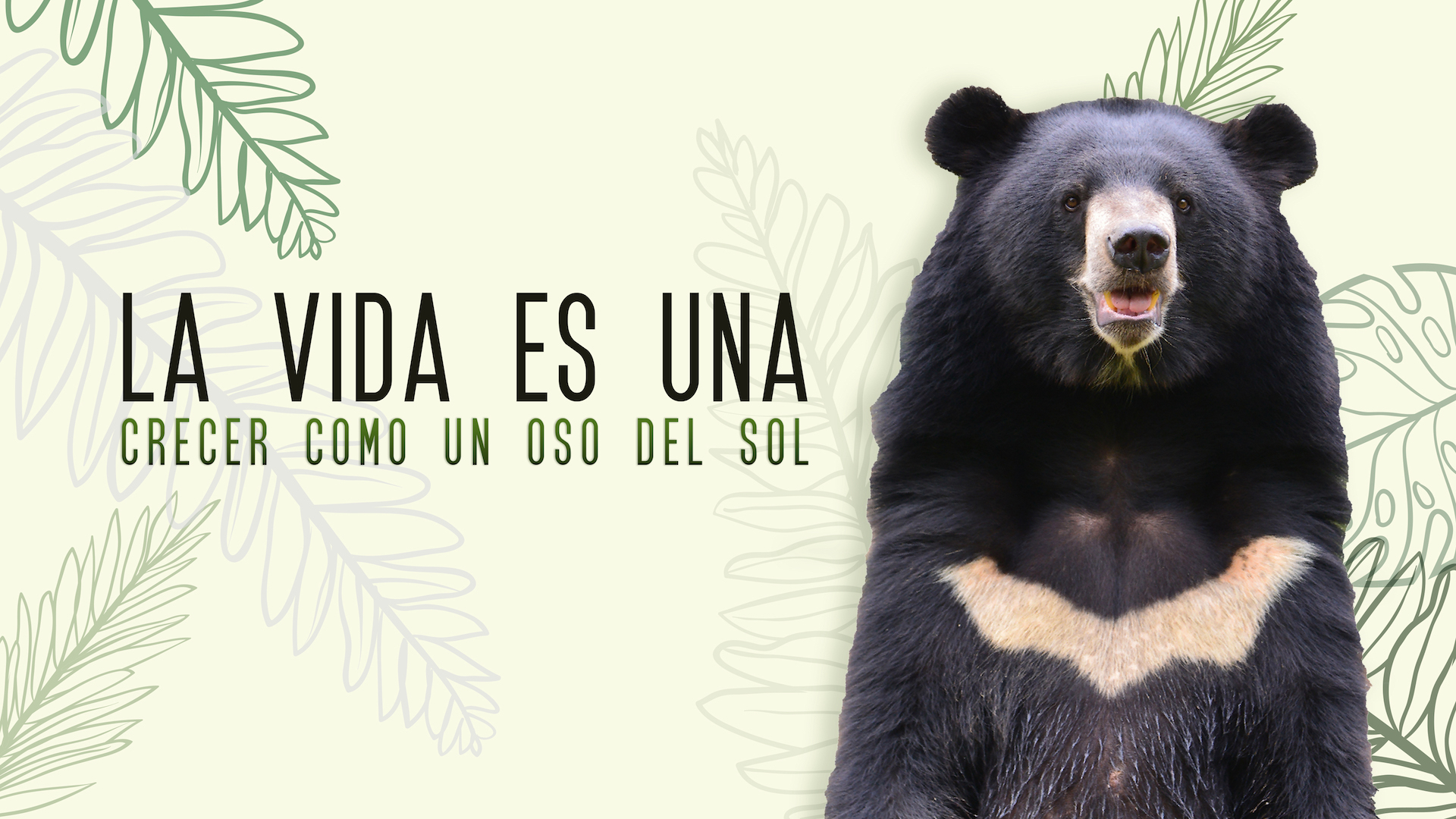 La vida es una: Crecer como un oso del Sol