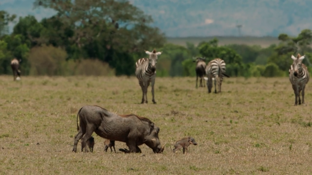 Warzenschweine hungrig