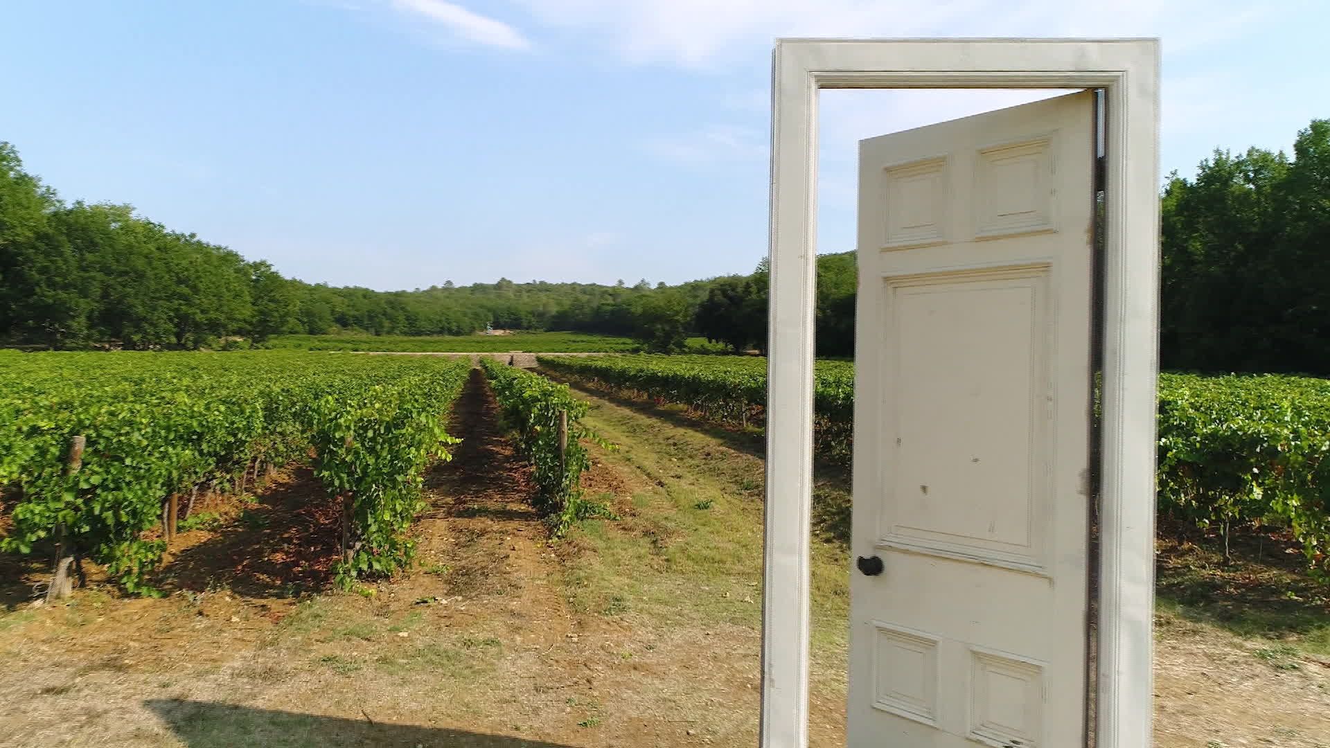 La vigne en heritage