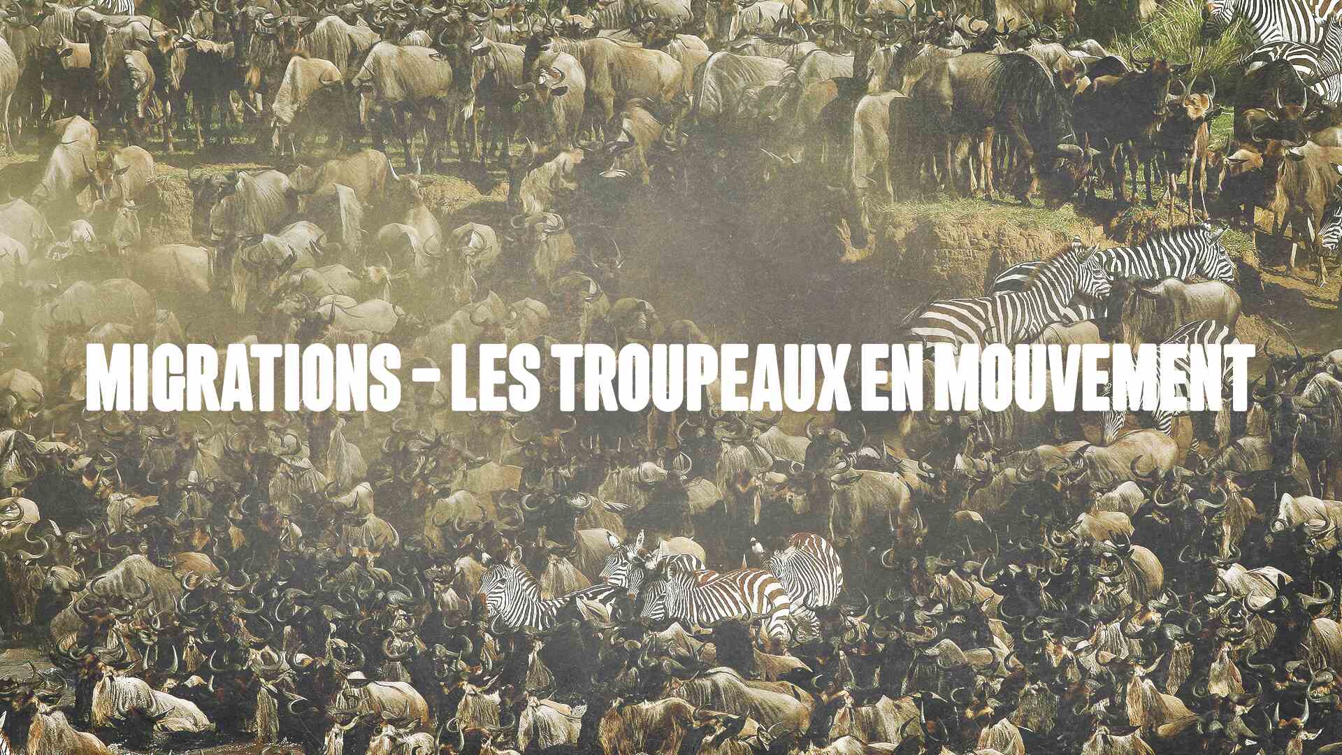 Migrations: Les Troupeaux En Mouvement