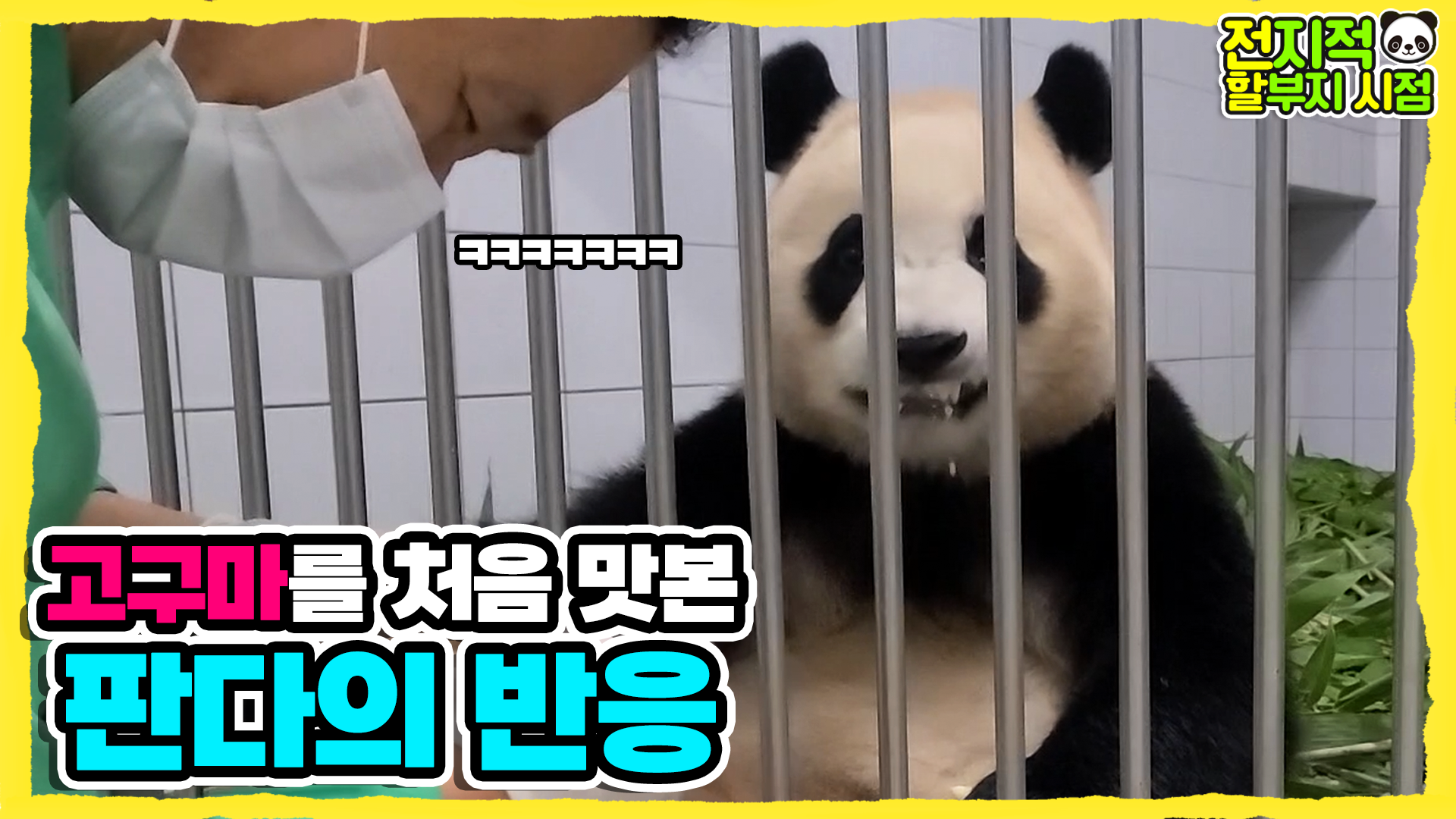 “이게…고구마…?????” 태어나서 고구마 처음 먹어본 판다 가족의 찐반응ㅋㅋ