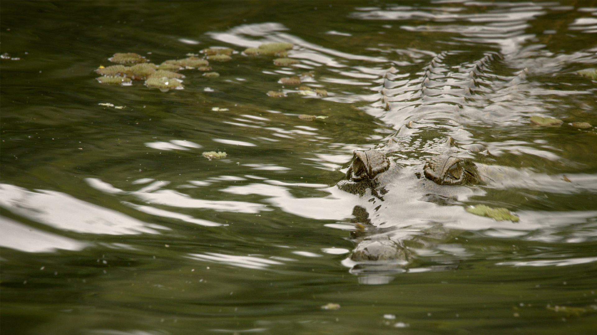 Australianos letales