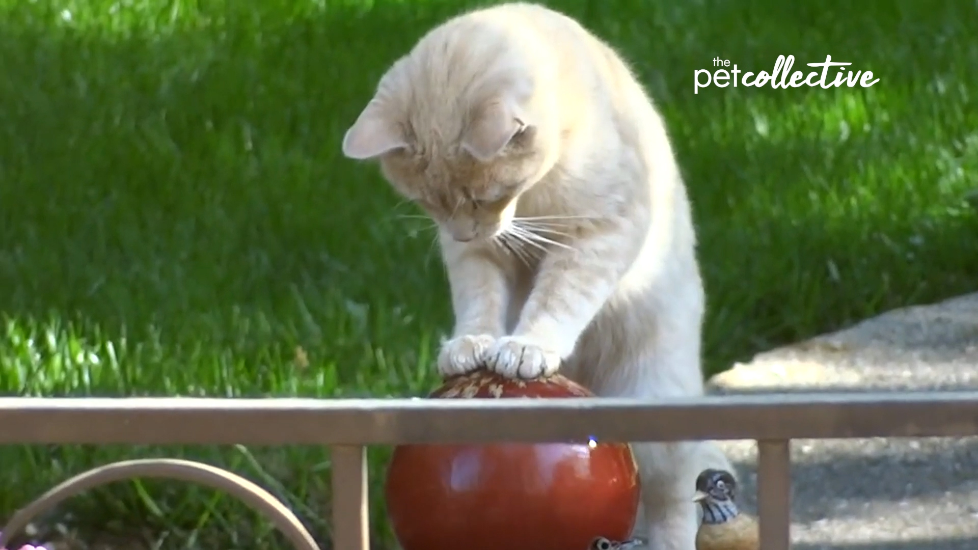 Best Pets of the Month