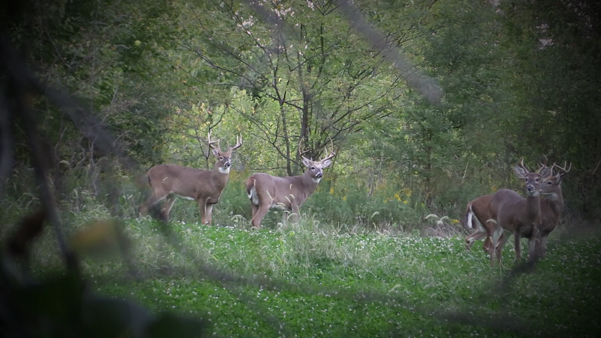 North American Whitetail