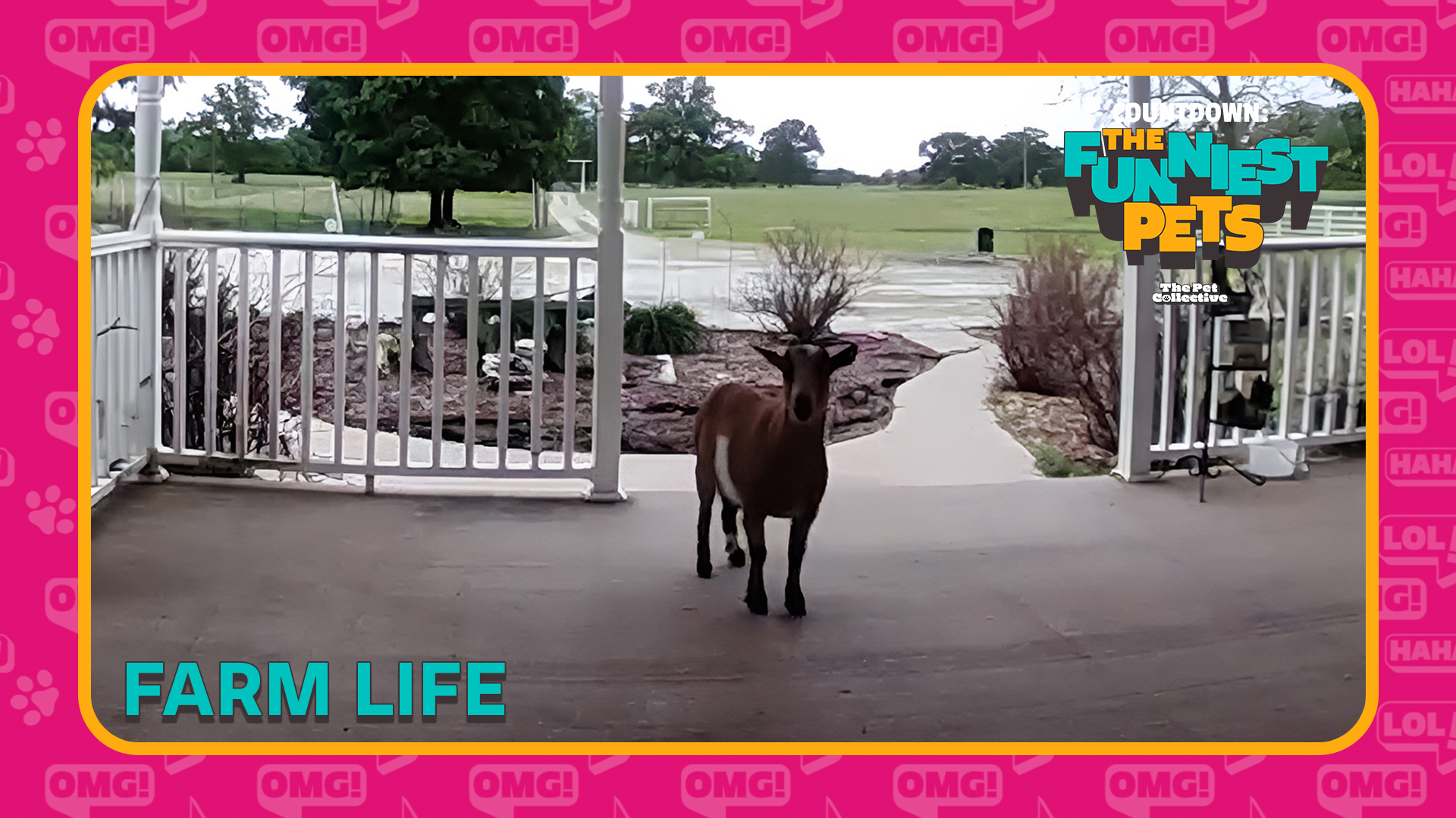 Countdown: The Funniest Pets