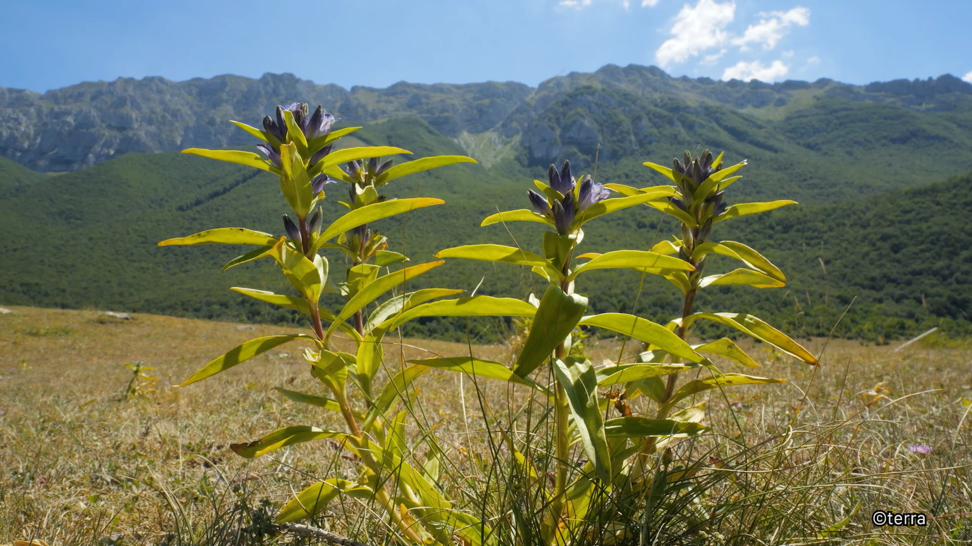 Cento Erbe d'Abruzzo