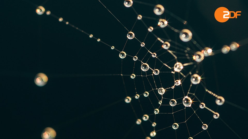 Wilde Überlebenskünstler