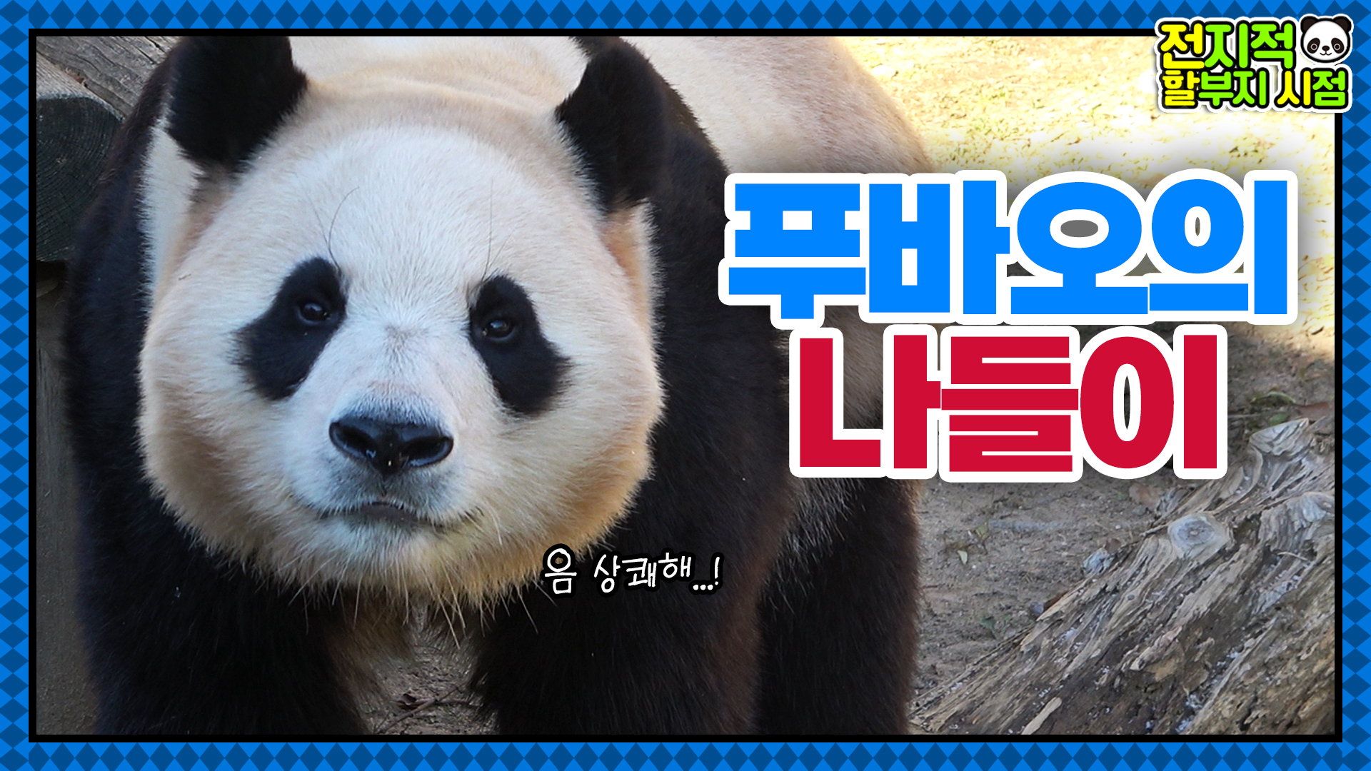 “바깥 공기 좋아오” 다시 야외 나들이에 나선 푸바오! 68회