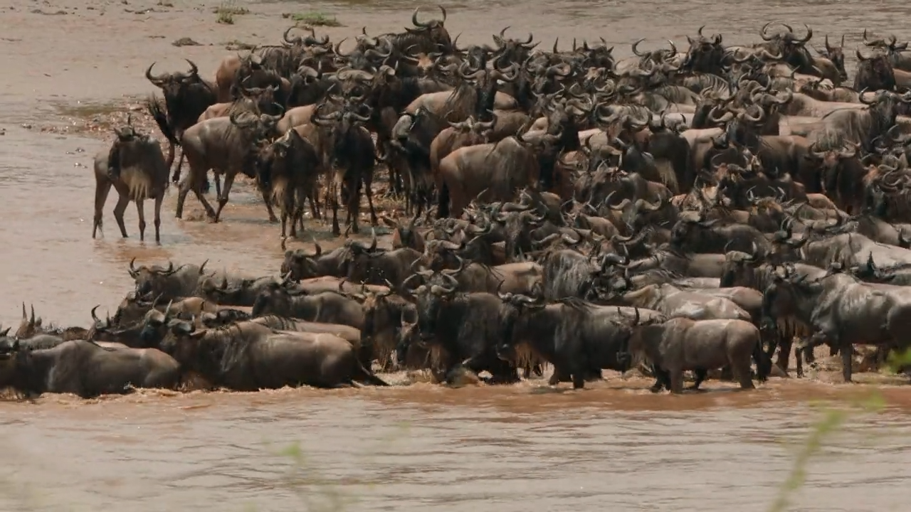 Flussüberquerung der Gnus: Den Krokodilen ausgeliefert?
