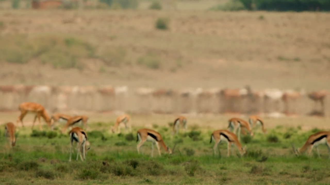 Wilde und Nutztiere: Konkurrenz an der Grenze