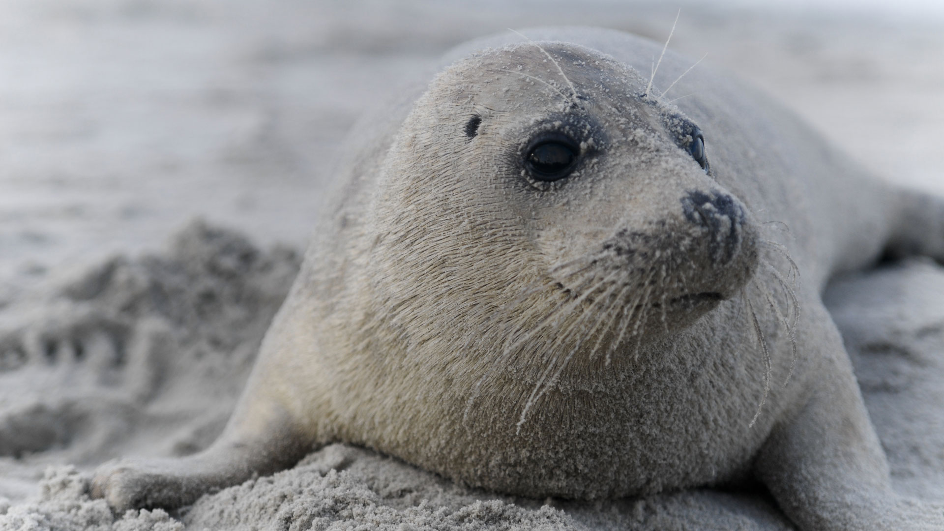 Zum Schwimmen geboren