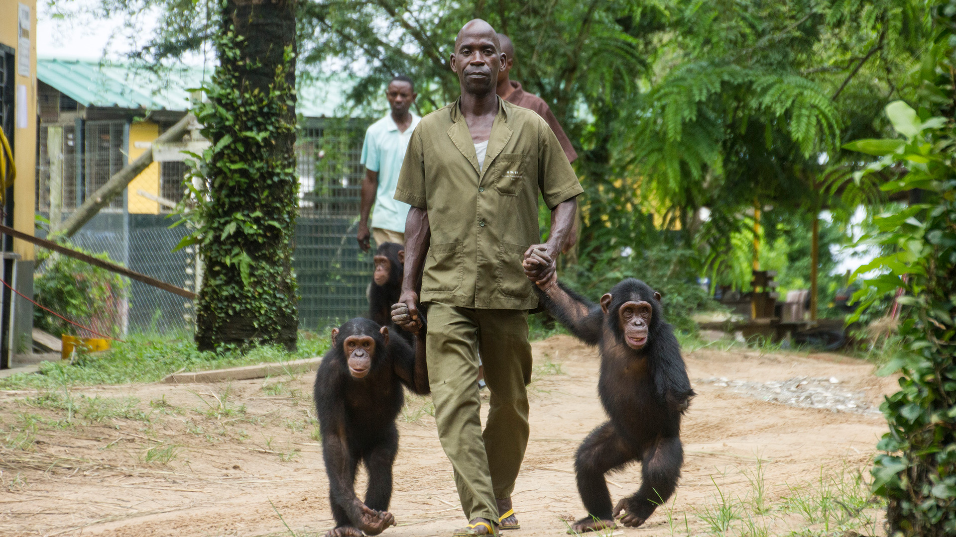 Schimpansen im Kongo mit Jane Goodall