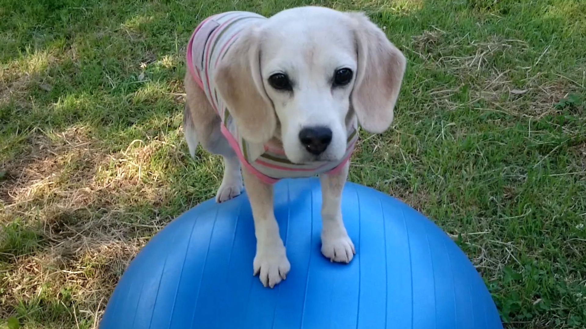 TPC Most Valuable Pets