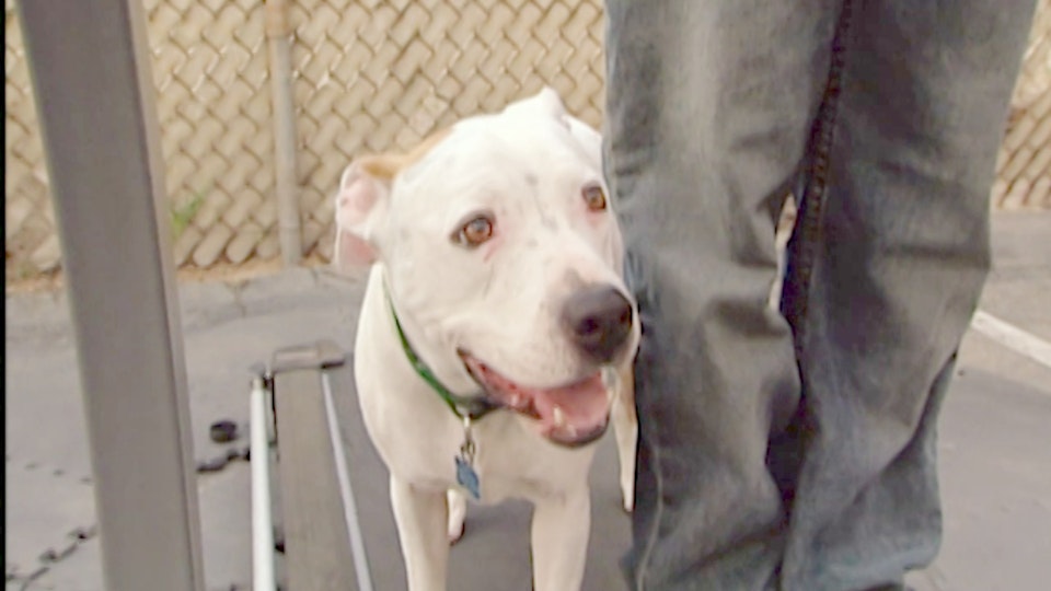 El encantador de perros