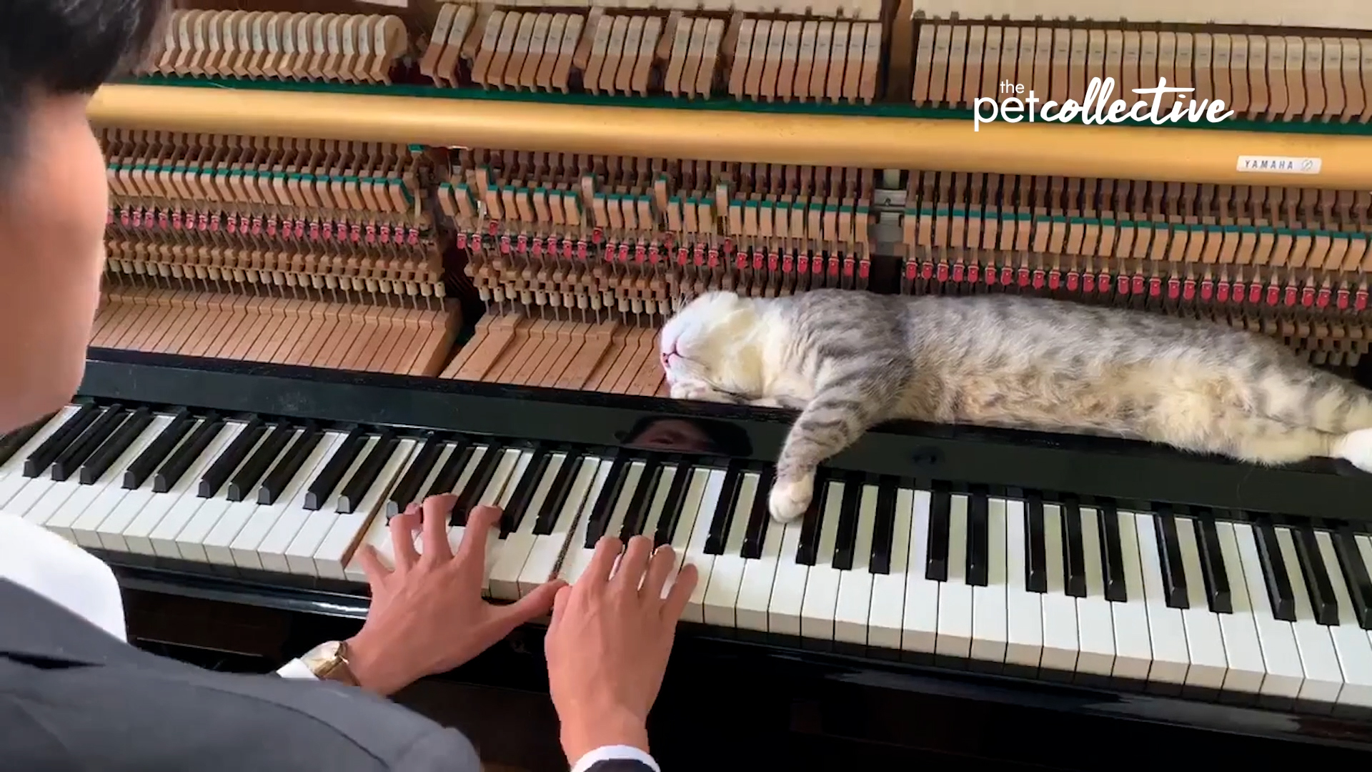 Best Pets of the Month