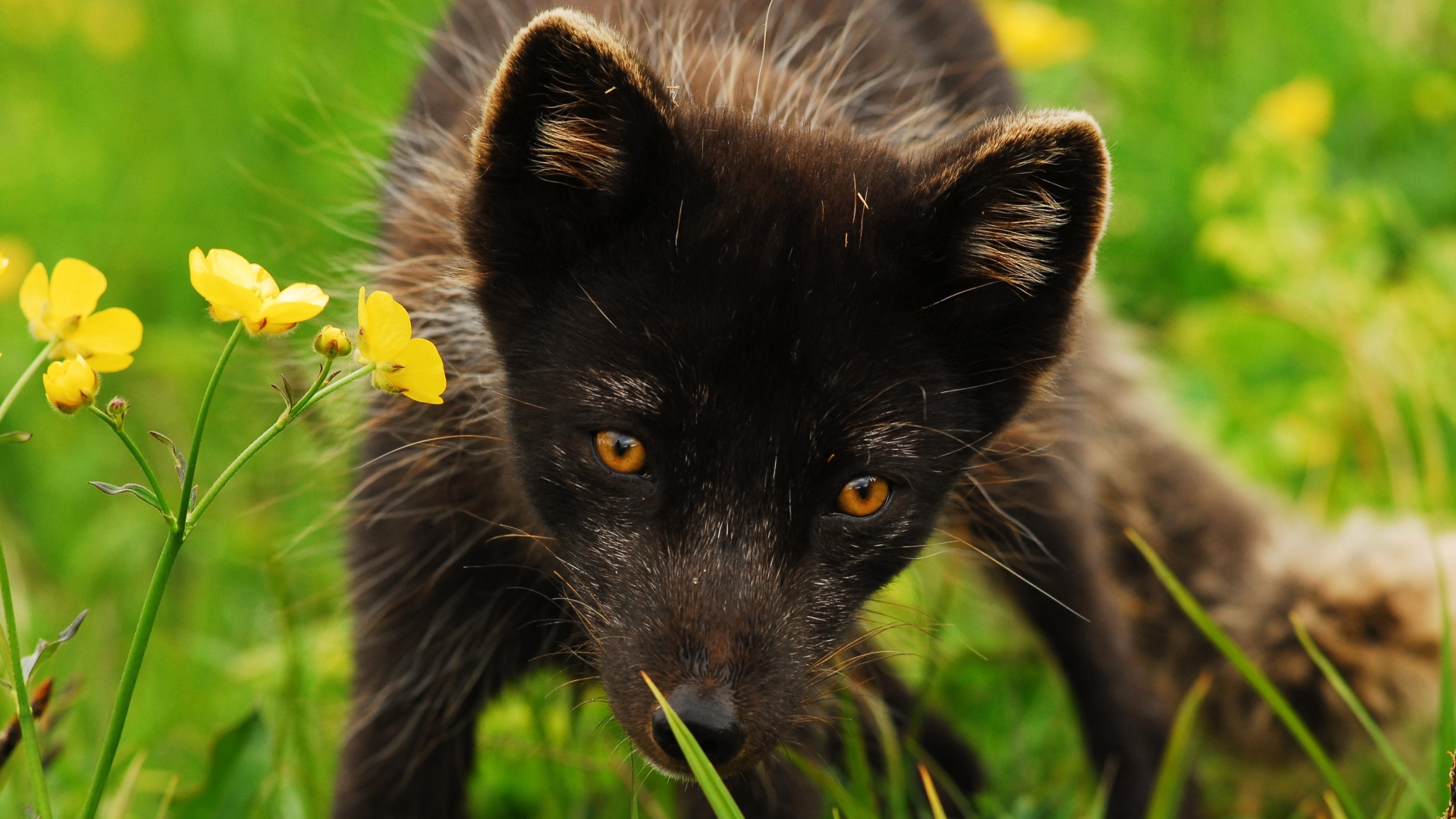 Les Animaux Après l'Eden