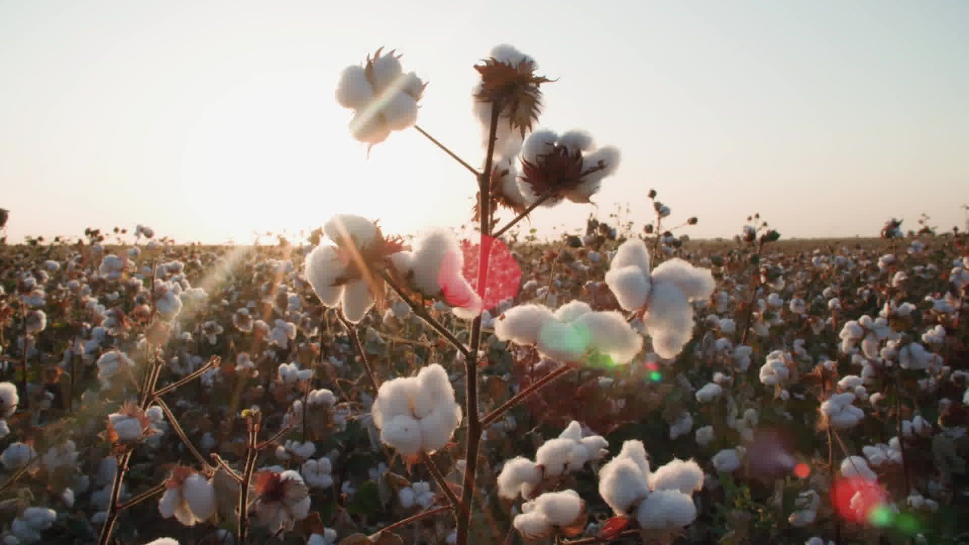 Geschichte und Geschäfte