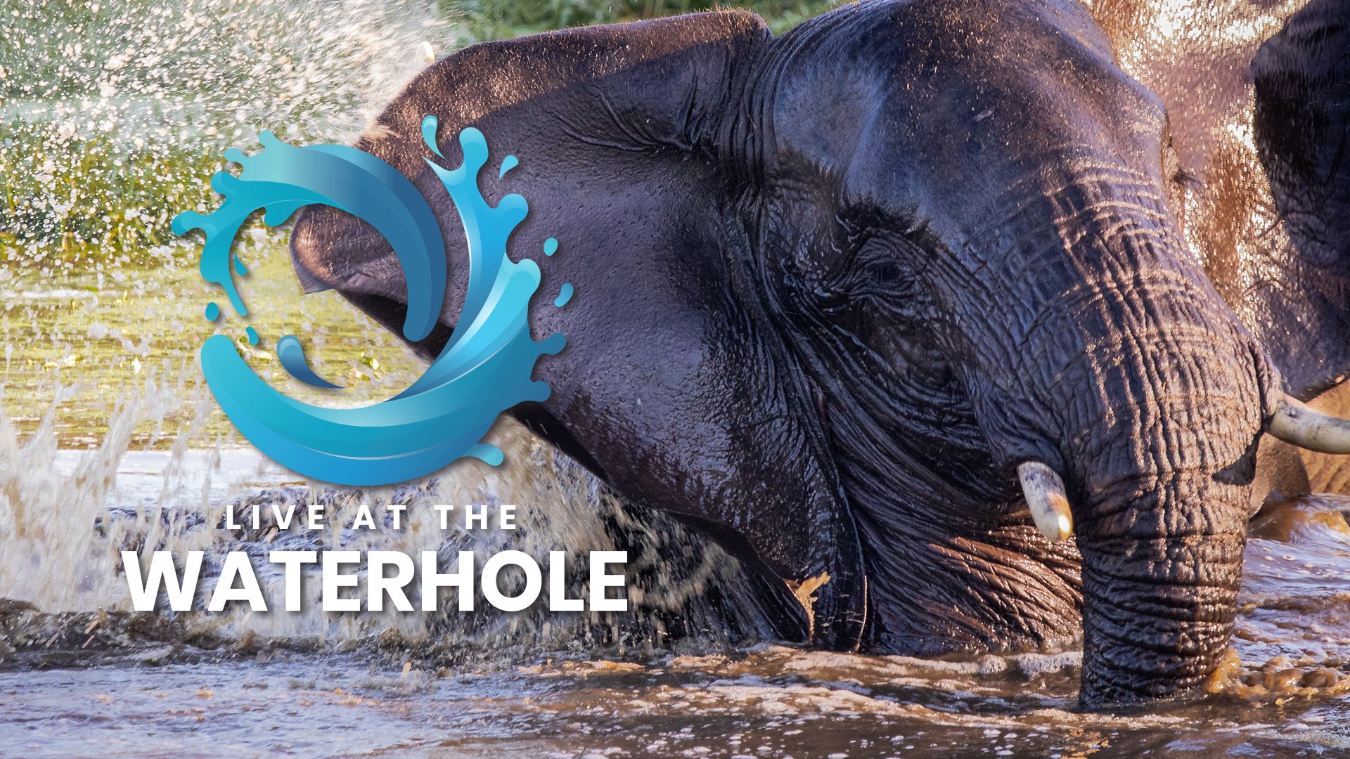 LIVE at the Waterhole