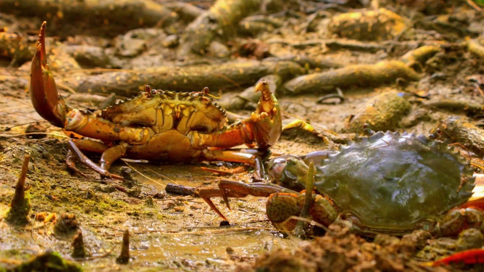 Wildest Indochina: Thailand – The Wild Heart