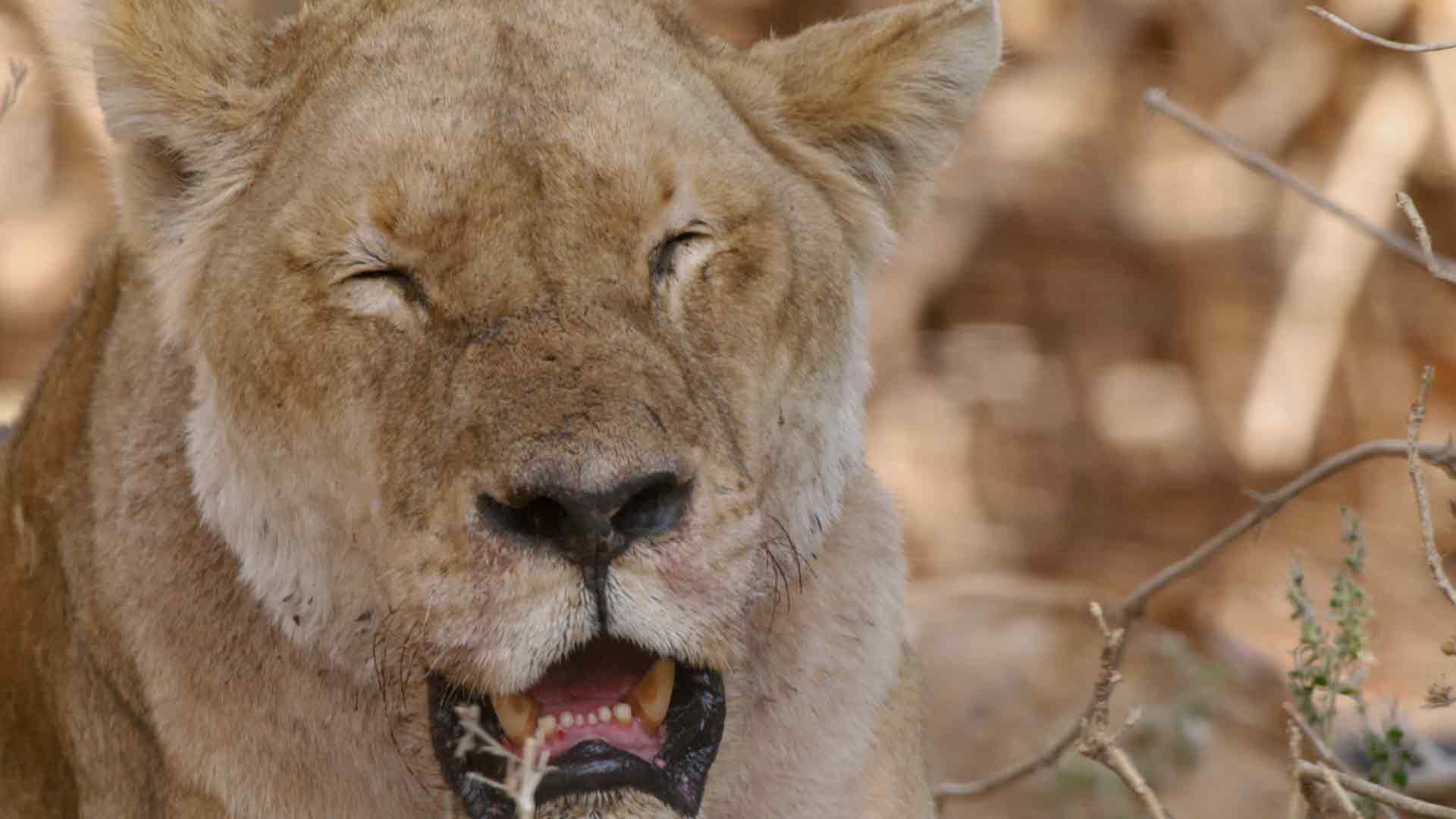 Les gardiens de la nature