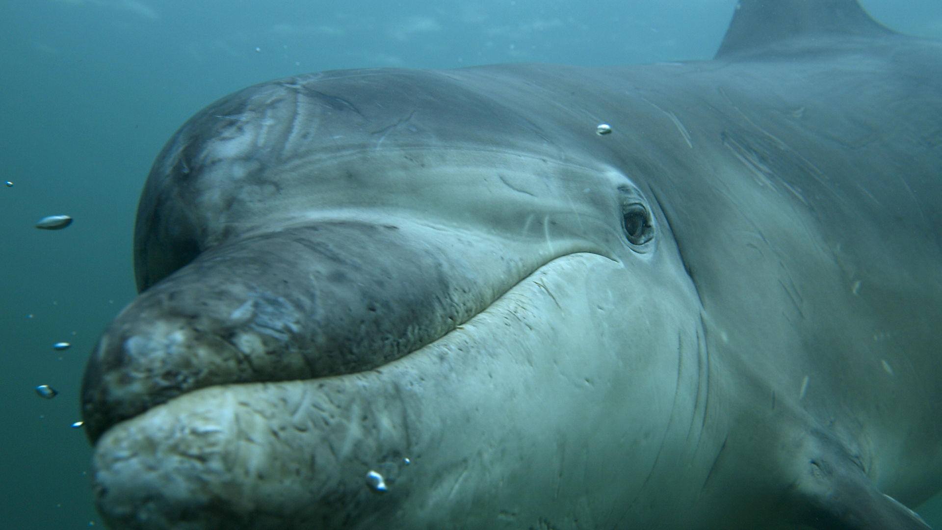 Zum Schwimmen geboren