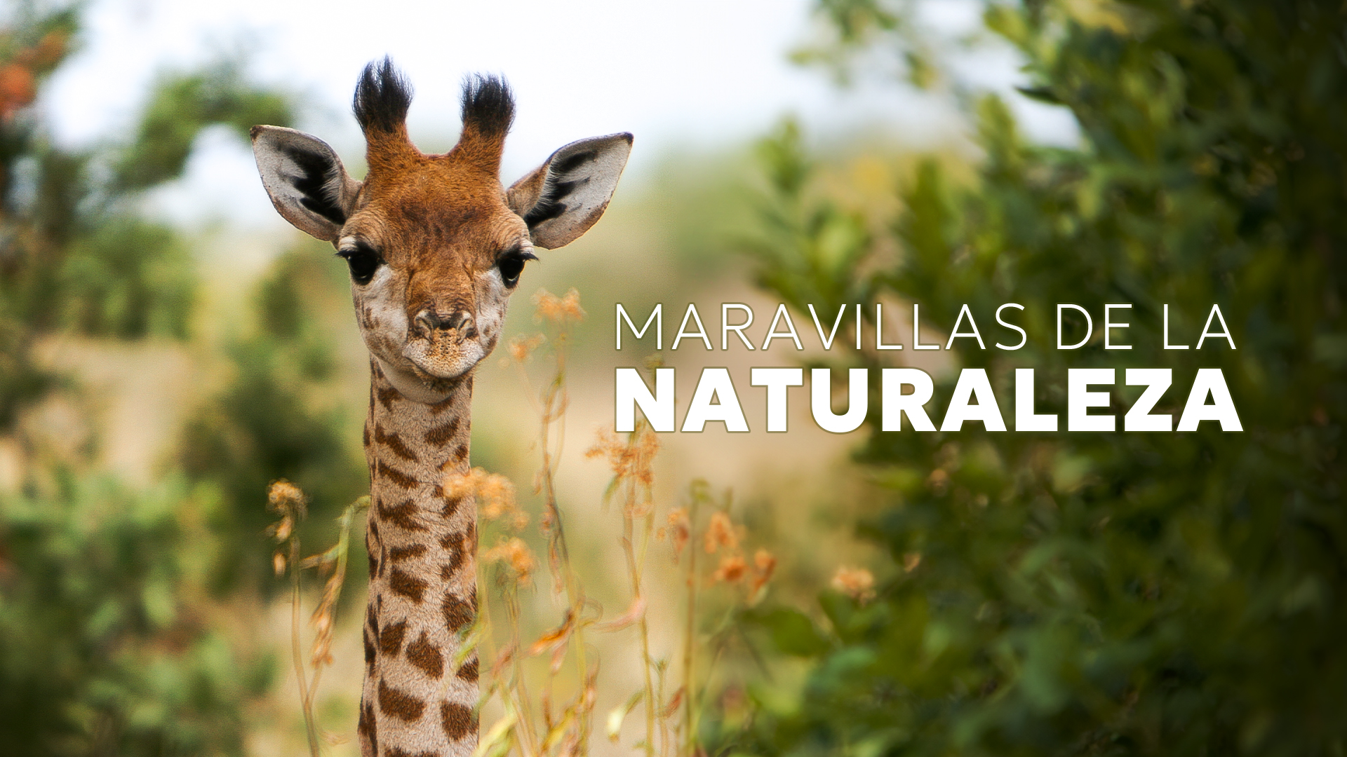 Maravillas de la naturaleza