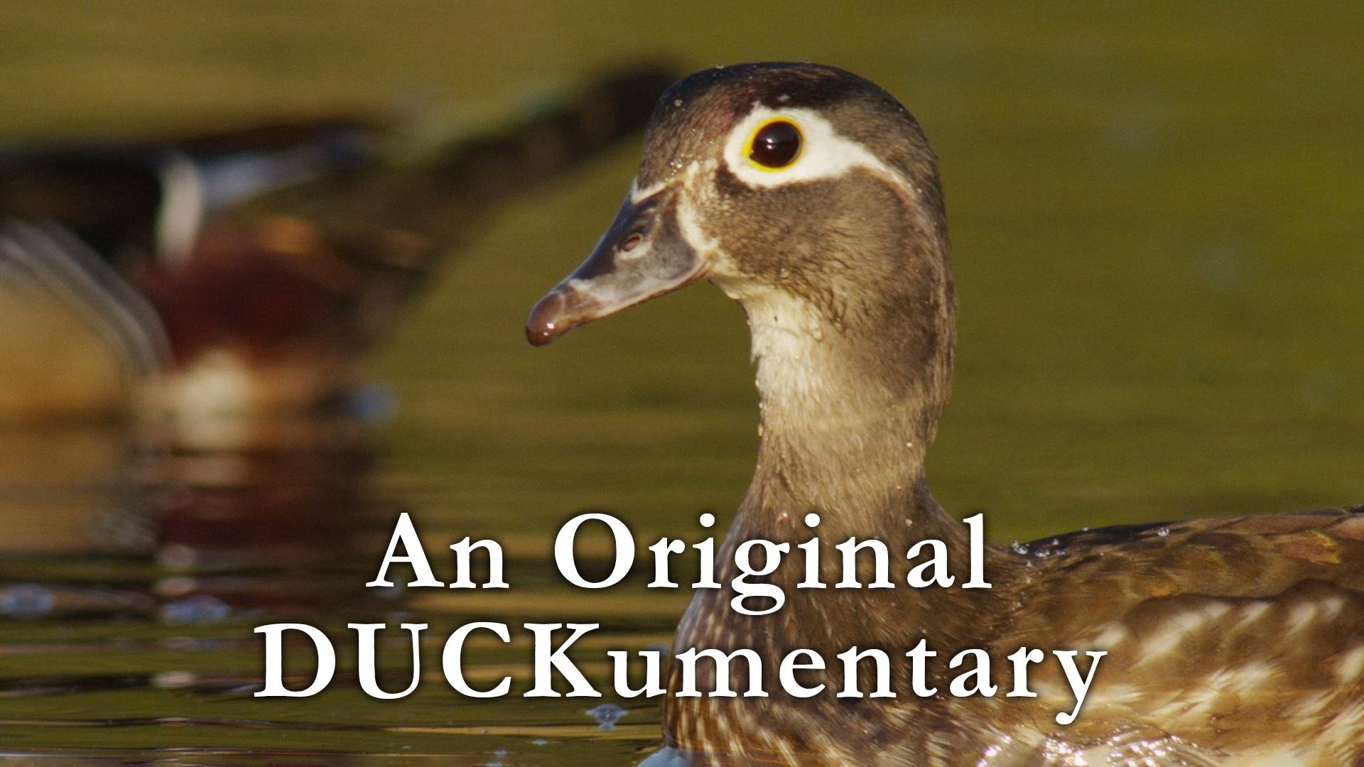 An Original DUCKumentary