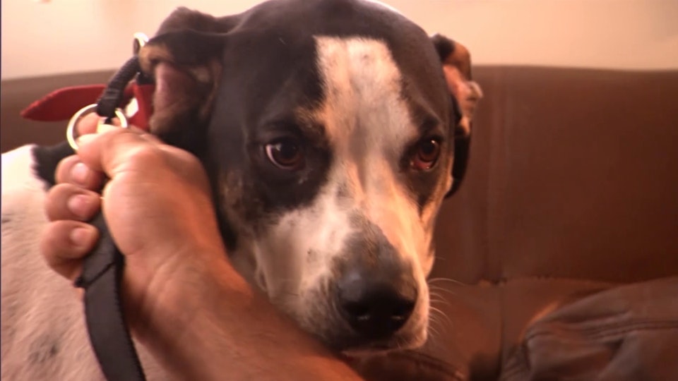 El encantador de perros