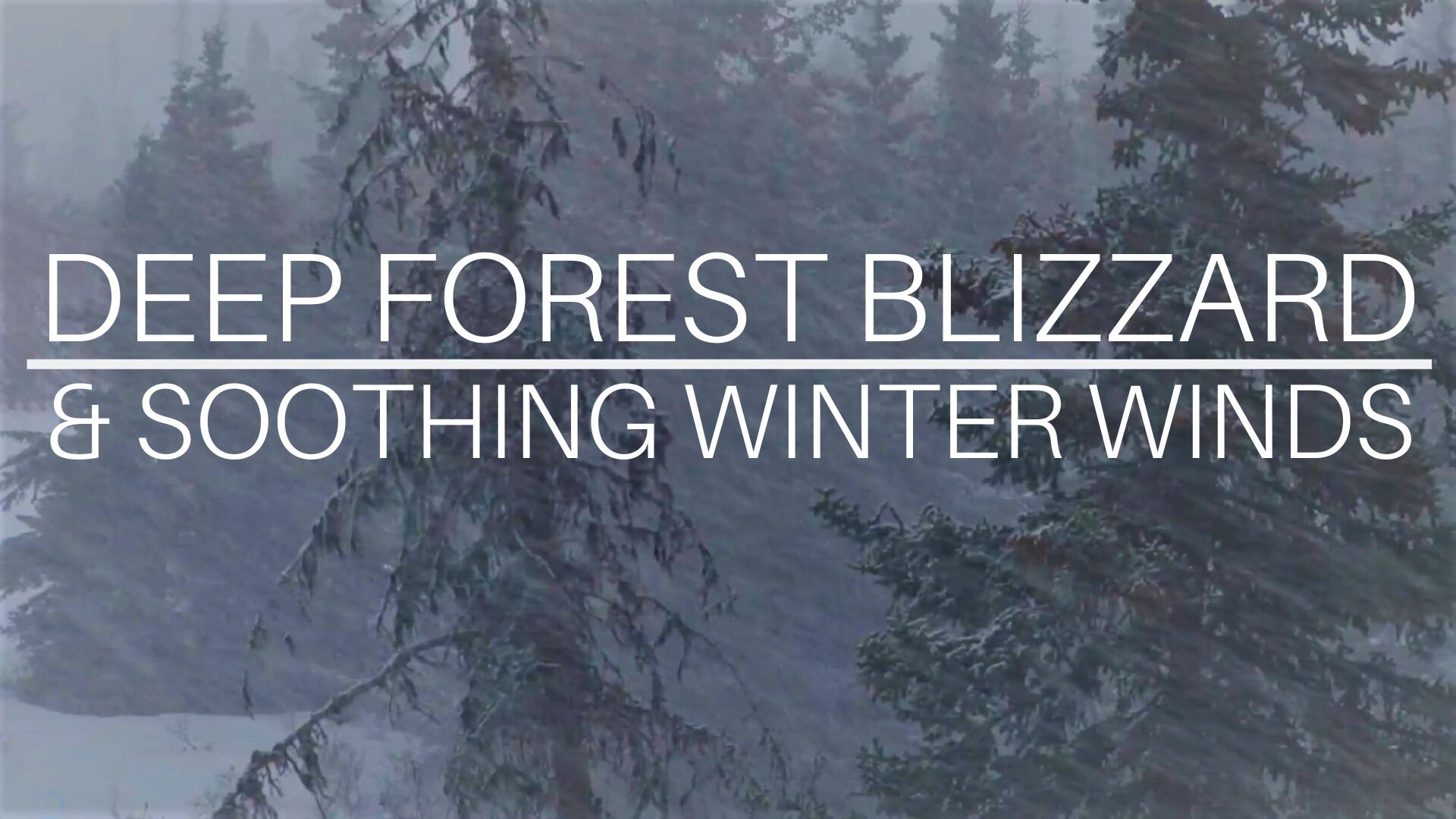 Deep Forest Blizzard & Soothing Winter Winds