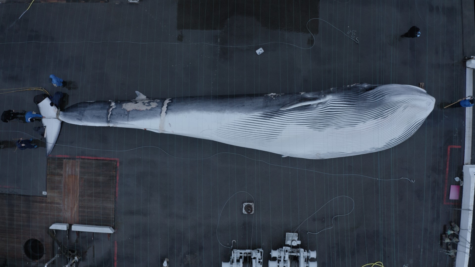 Il Cacciatore di Balene