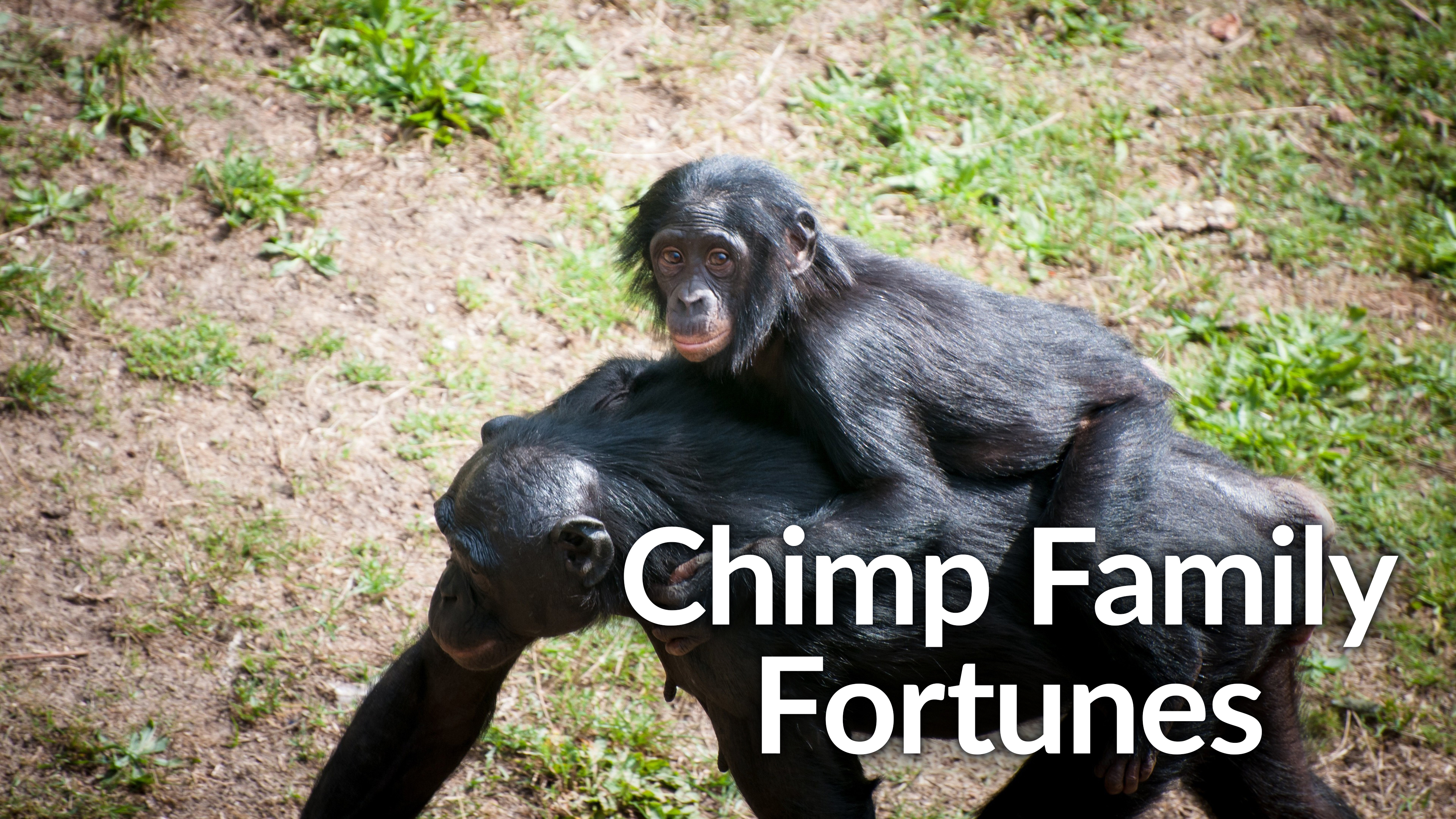 Chimp Week