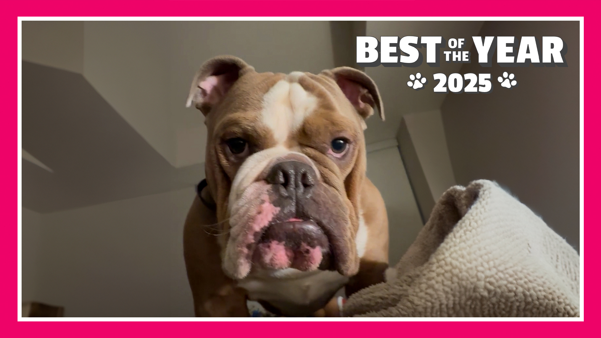 TPC Best Of The Year 2025