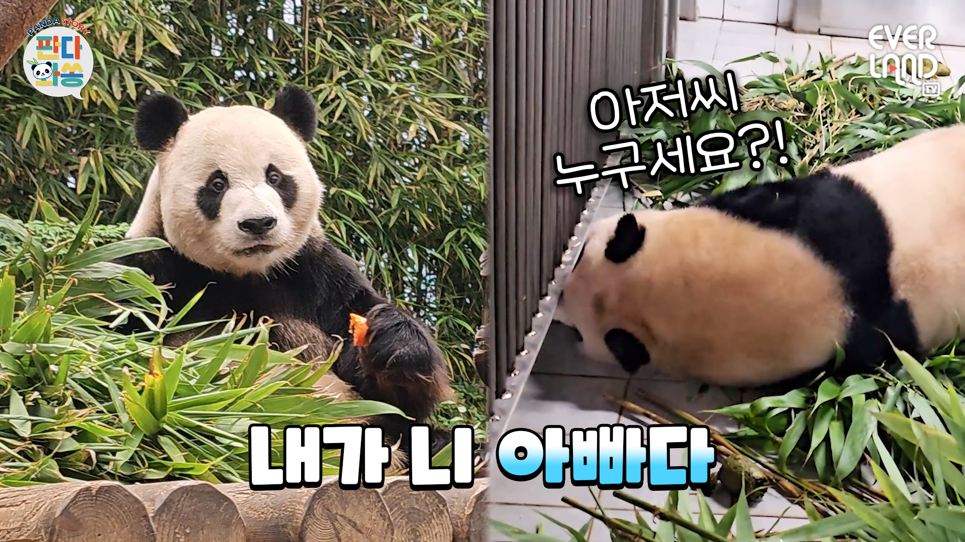 푸바오 옆집에.. 낯선 판다가 산다구요?! 익숙한 판다 뒷모습에 호기심 폭발한