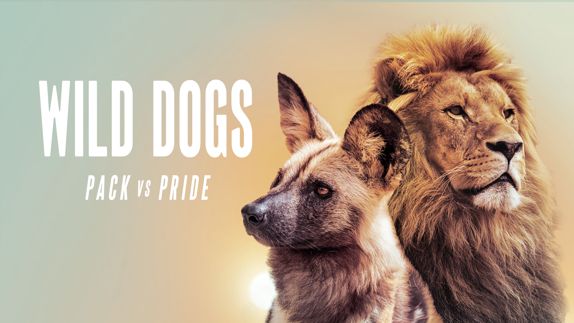 Wild Dogs: Pack vs Pride