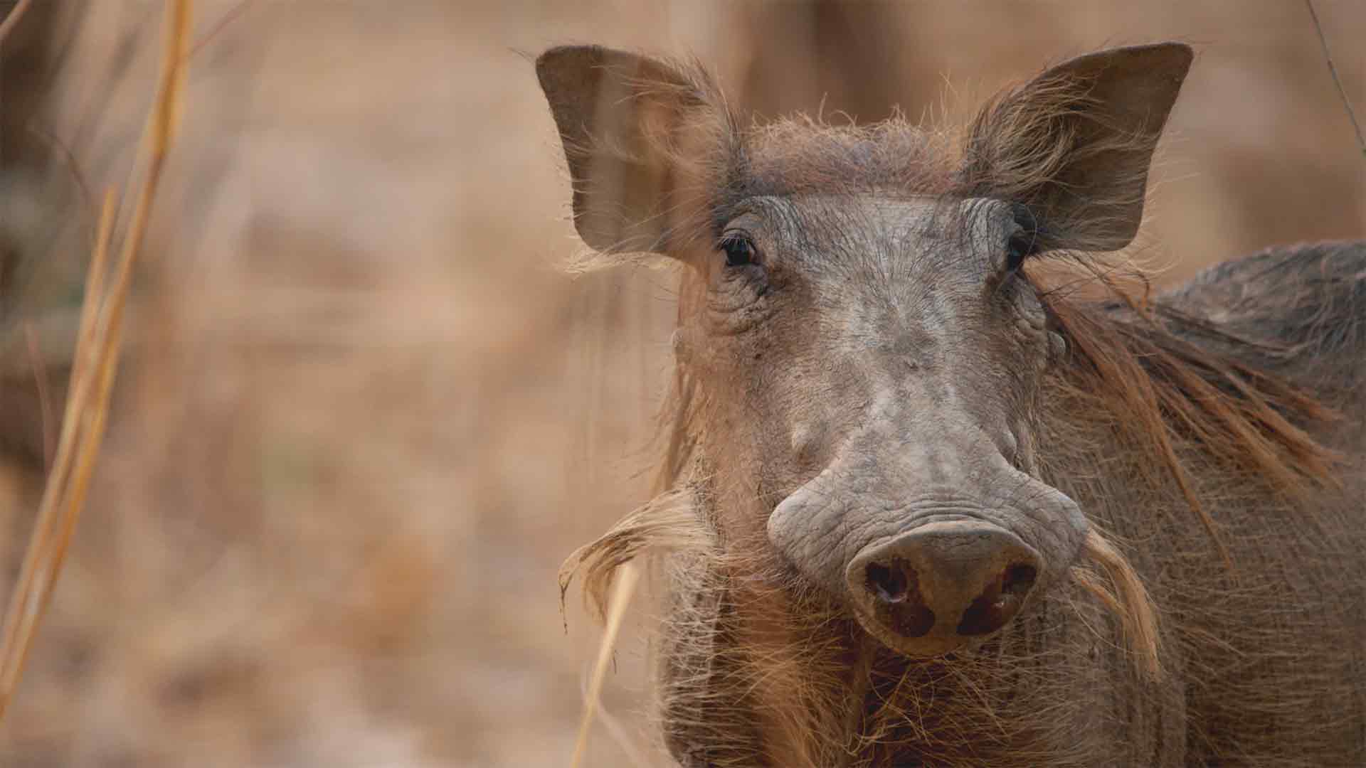 Survivre à l'état sauvage