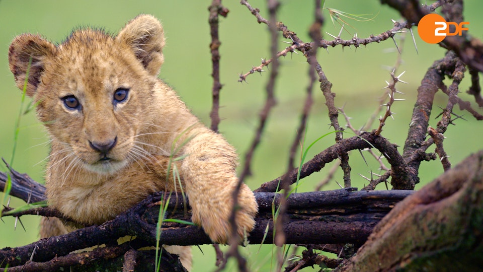 Die Königinnen der Savanne