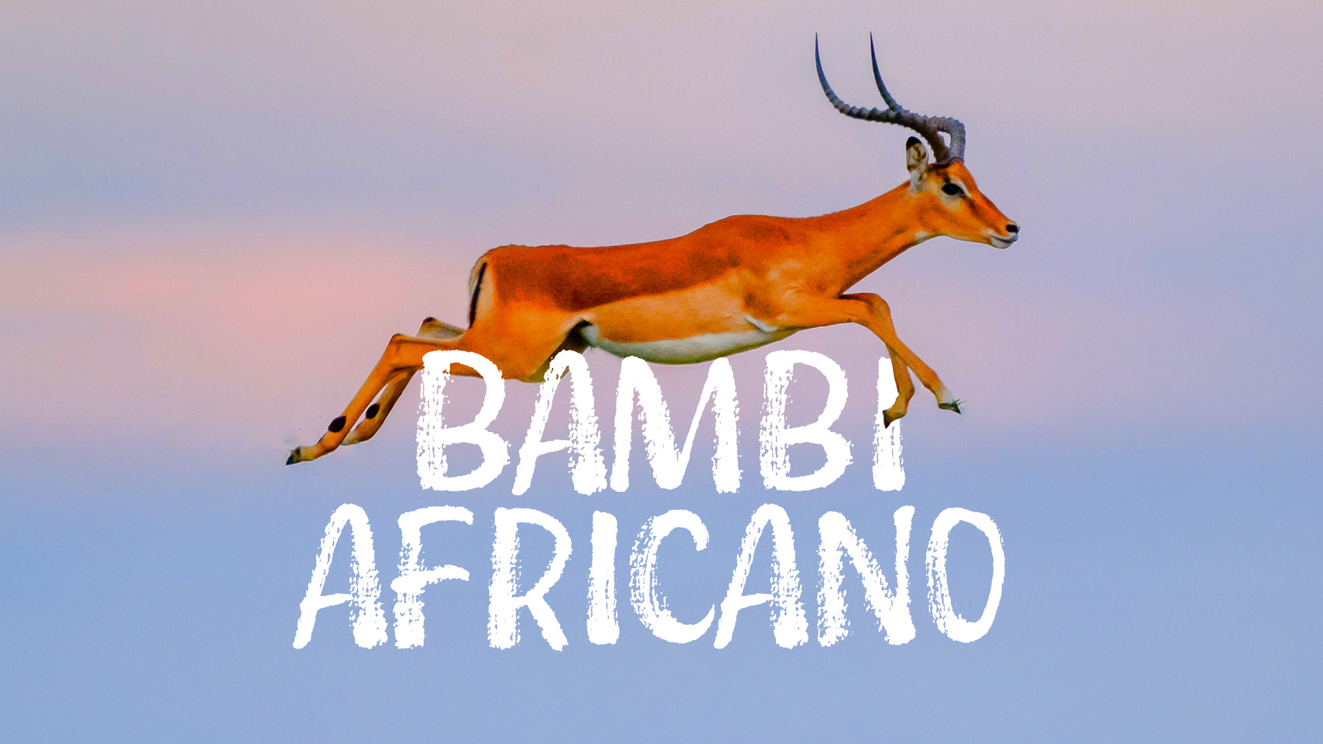 Bambi africano