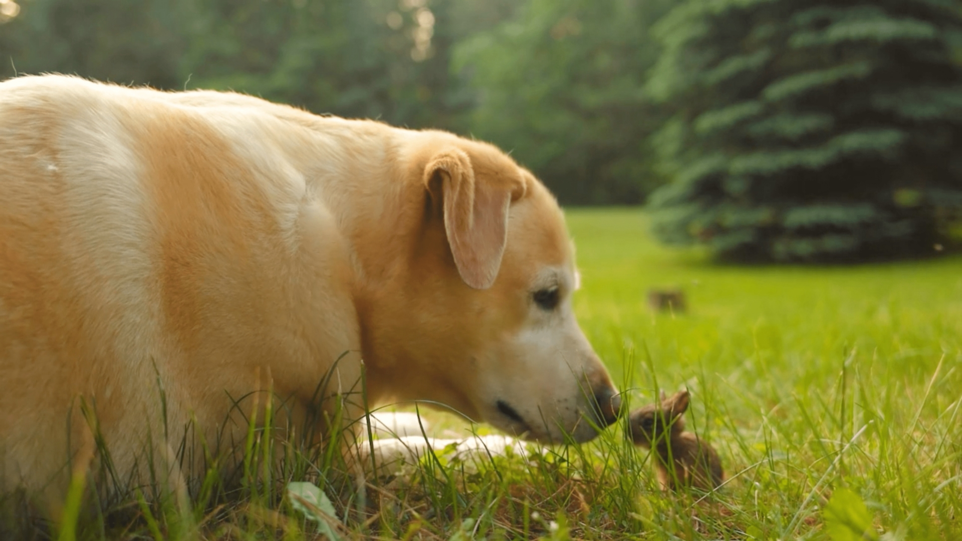 TPC Unlikely Friends