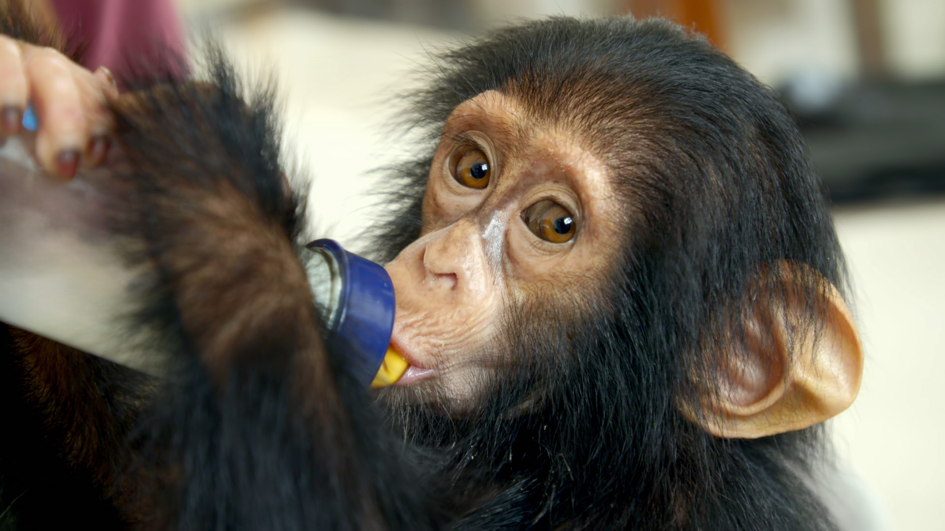 Schimpansen im Kongo mit Jane Goodall