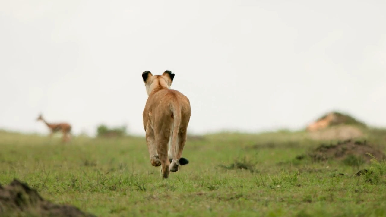 Wildes Leben: in der offenen Savanne