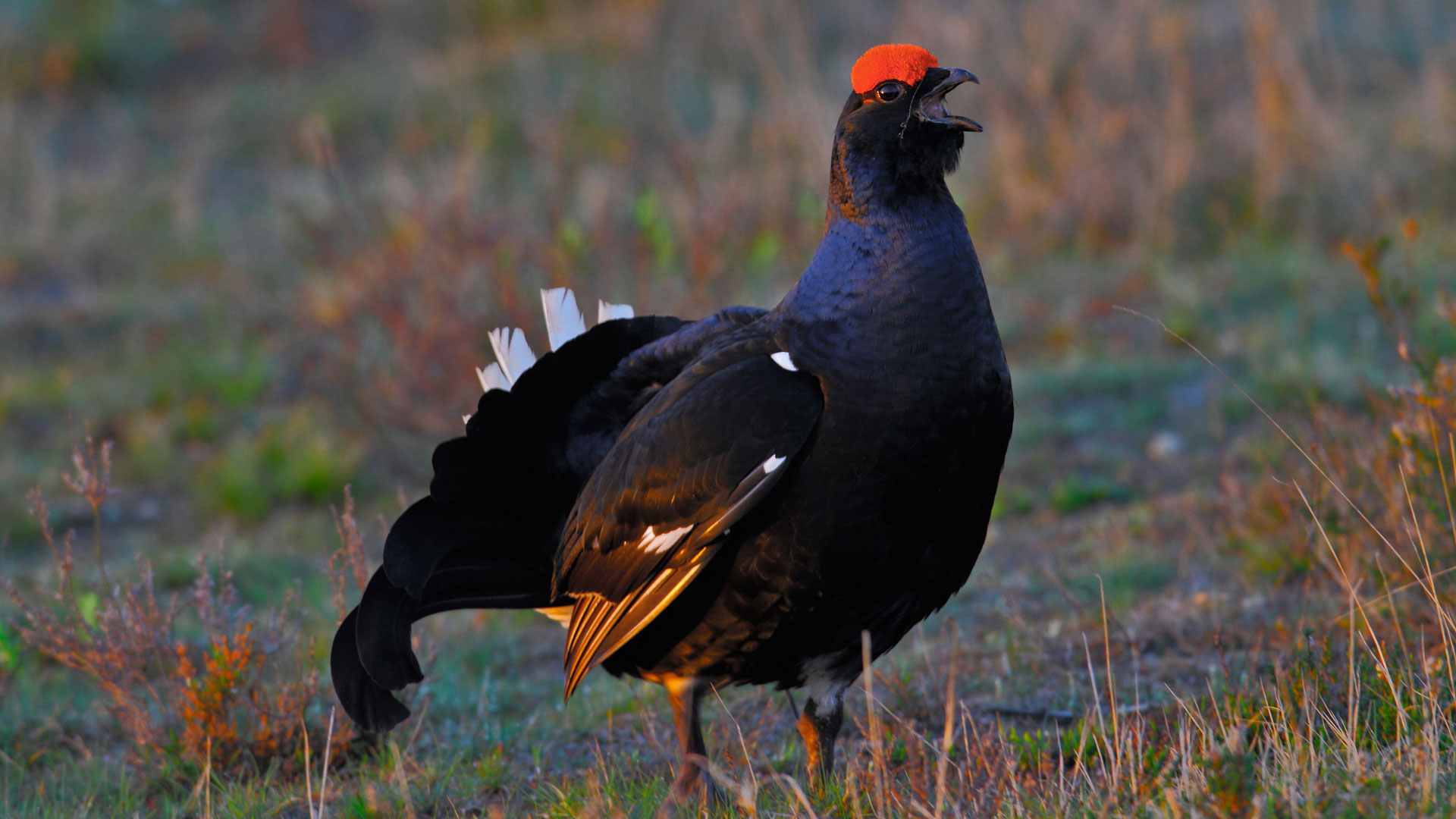 Die wahren Angry Birds