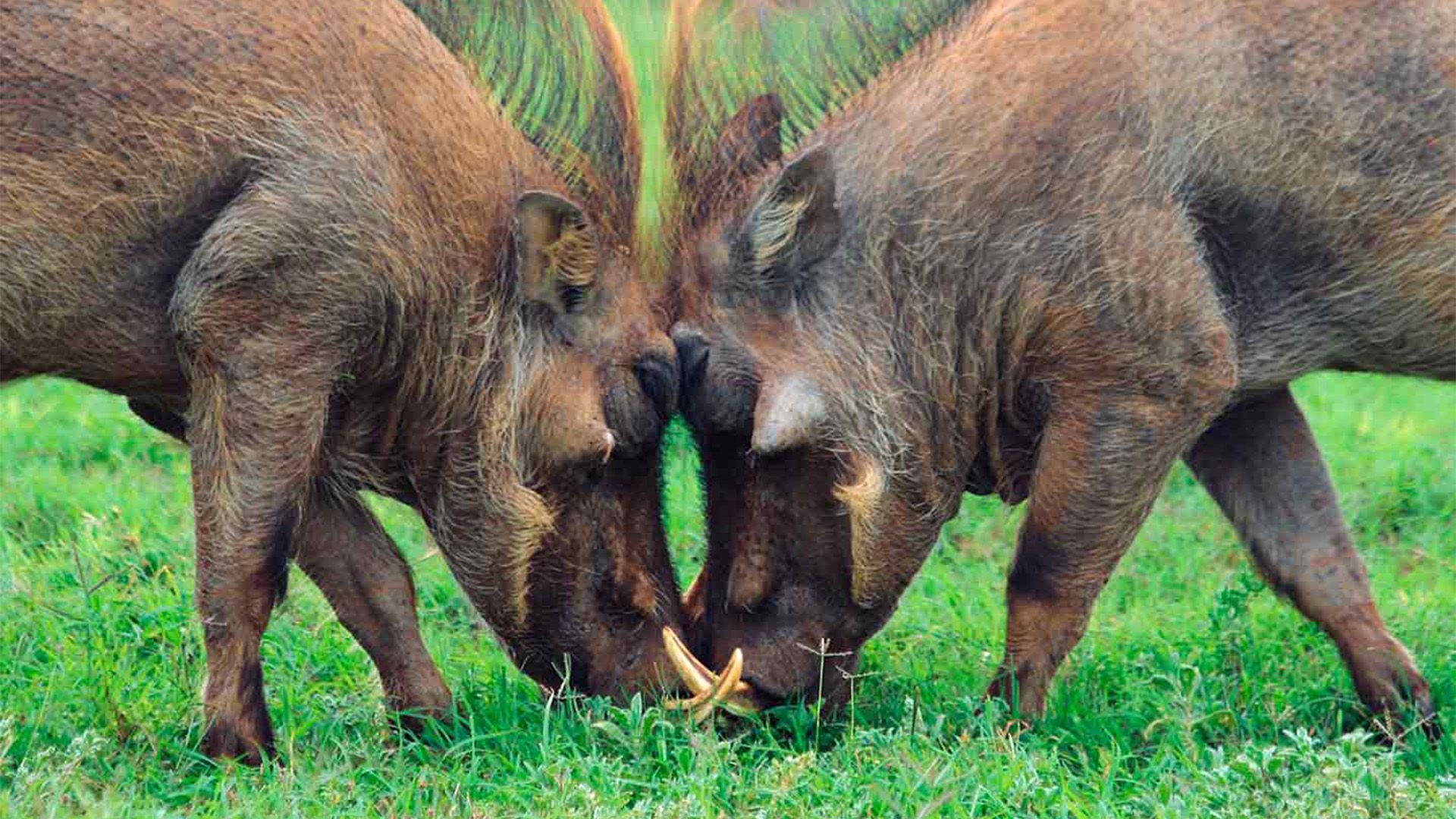 Battle of the Alphas