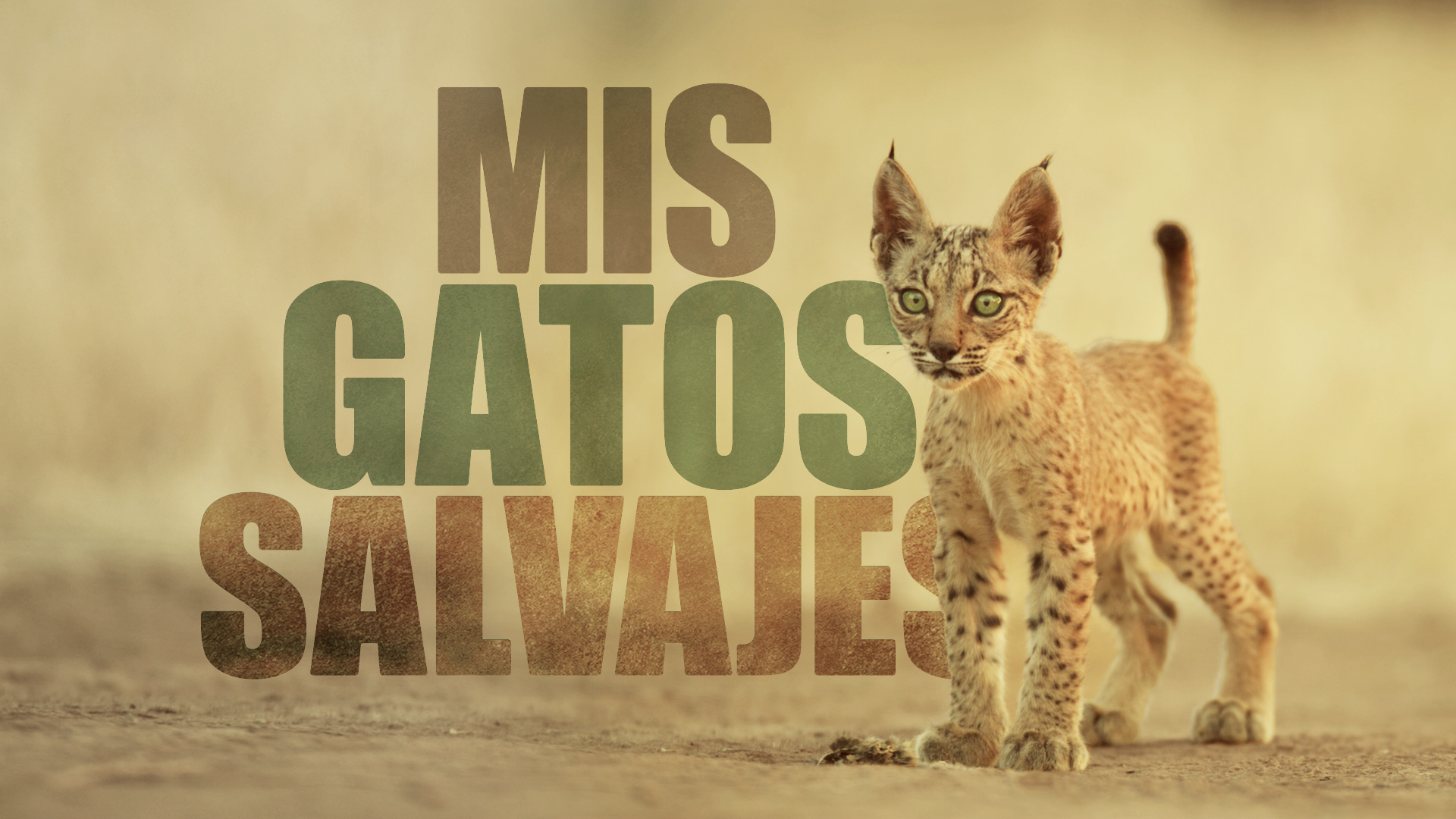 Mis gatos salvajes